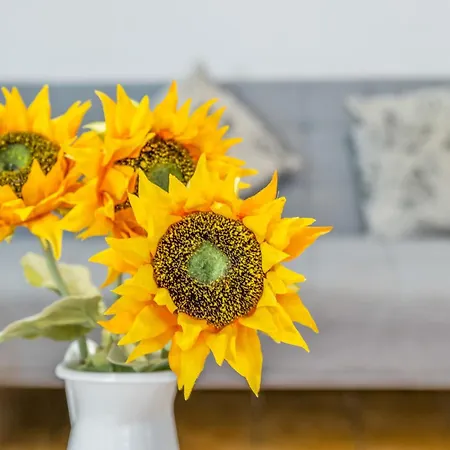 Sunflower Siroco סנטה פולה